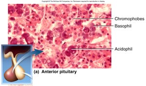 Anterior Pituitary Histology