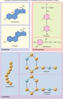Types of Hormones: Steroids, Monoamines, Peptides