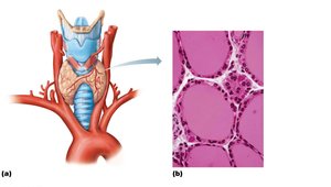Thyroid gland anatomy and histology