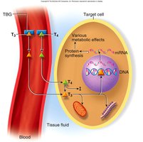 Action of T3/T4 at target cell