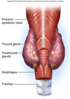 Parathyroid glands location