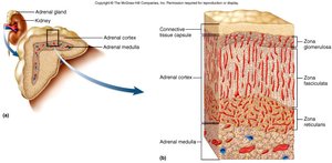 Adrenal gland structure