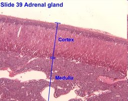 Adrenal gland histology