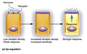 Up-regulation of hormone receptors