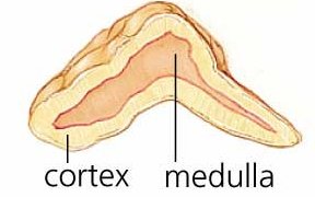 Negative feedback on aldosterone