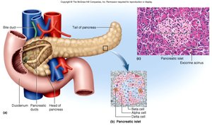 Pancreas structure and islets of Langerhans