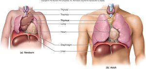 Thymus gland in newborn and adult