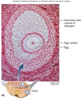 Ovary histology