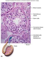 Testis histology
