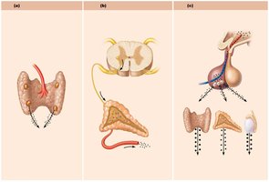 Three types of endocrine stimuli: humoral, neural, hormonal