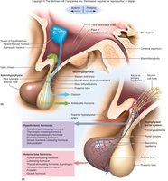 Hypothalamo-Hypophyseal Portal System