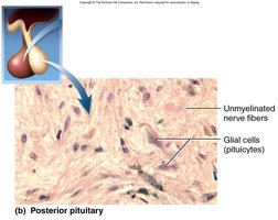 Posterior Pituitary Histology