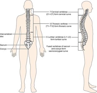 Vertebral Column Overview