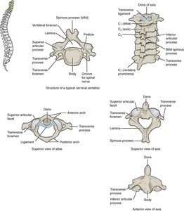 Cervical Vertebrae and Atlas/Axis