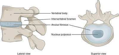 Intervertebral Disk Structure