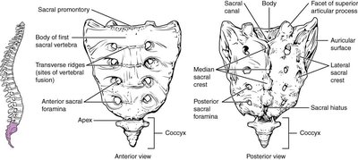 Sacrum and Coccyx Views
