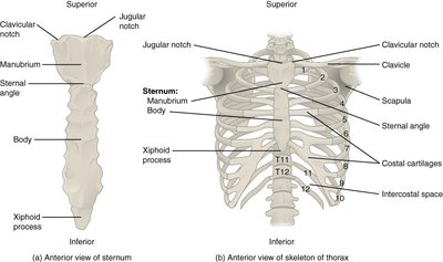 Thoracic Cage and Sternum