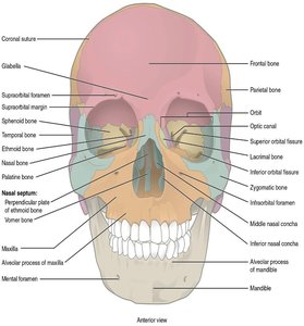 Skull Anterior View with Labeled Bones and Features