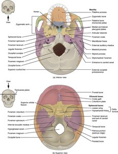 Skull Inferior and Superior Views