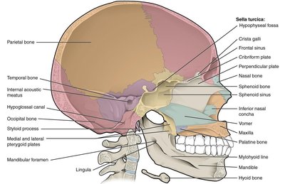 Skull Sagittal Section View