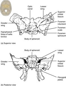 Sphenoid Bone Views