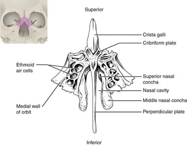 Ethmoid Bone Views