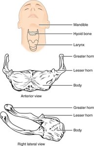 Hyoid Bone Views