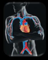 Diagram of the cardiovascular system showing the heart and major blood vessels