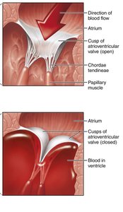 Diagram of the heart showing AV and SL valves