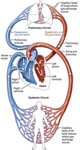 Diagram of the heart showing pulmonary and systemic circuits