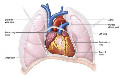 Location of the apical impulse on the chest