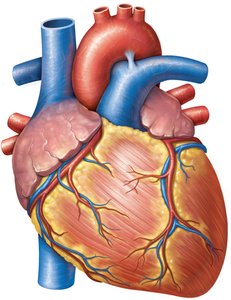 Anterior view of the external heart