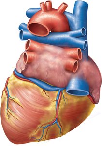 Posterior view of the external heart