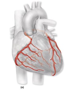 Coronary arteries and veins of the heart