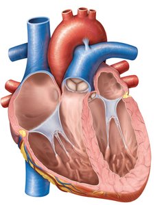 Internal anatomy of the heart showing chambers and valves