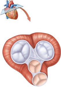 Atrioventricular and semilunar valves
