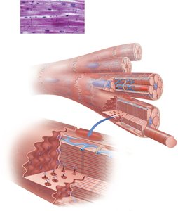 Cardiac muscle histology and intercalated discs