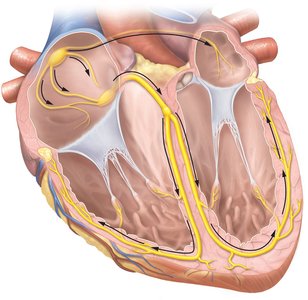 Cardiac conducting system pathways