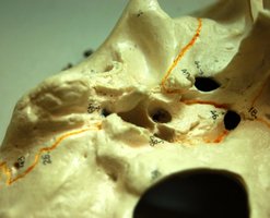 Base of the skull showing foramina
