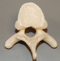 Coccyx (tailbone)