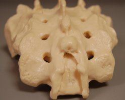 Thoracic cage with sternum and ribs