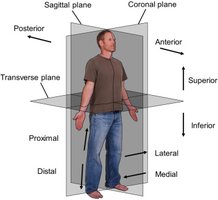 Anatomical planes and directions