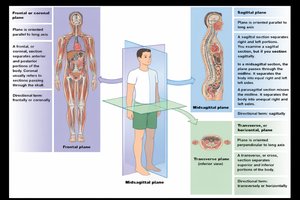 Body planes: frontal, sagittal, transverse