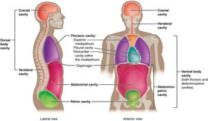 Body planes and sectional anatomy