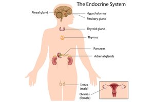 Endocrine system organs