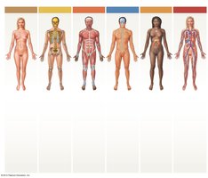 Cardiovascular system organs