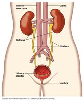 Urinary system organs