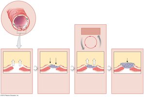 Positive feedback loop in blood clotting