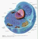Cell structure