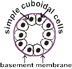 Simple cuboidal cells and basement membrane